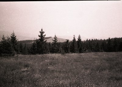 Black-and-white landscape shot of dense coniferous forest framing rolling hills under overcast skies. Mid-20th century vintag...