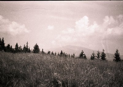 Vintage black-and-white landscape of dense coniferous forest on rolling terrain, with distant mountain range under stormy ski...