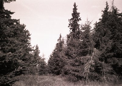 Dense coniferous forest with tall evergreens and sparse underbrush, captured in monochrome. The lighting suggests overcast sk...