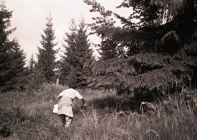 Black-and-white photograph of a lone figure in traditional alpine attire bending to gather wild herbs or mushrooms in a dense...