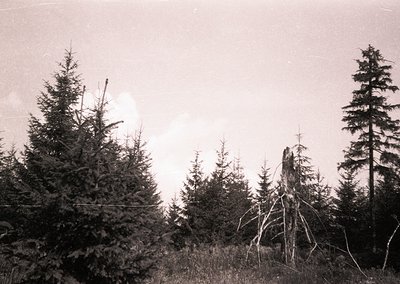 Black-and-white forest scene featuring dense coniferous trees and a fallen, uprooted tree trunk in the center. Overcast sky e...