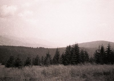 Black-and-white landscape featuring dense coniferous forest transitioning into rolling hills under an overcast sky. Mid-20th ...