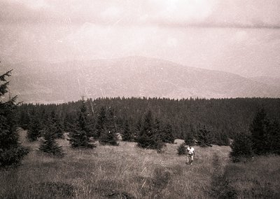 Vintage black-and-white landscape featuring two figures hiking through a forested hillside. Dense coniferous trees dominate t...