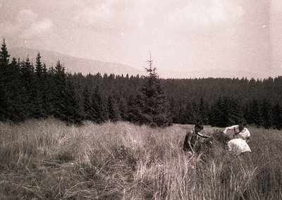 Vintage black-and-white photo of three individuals in a grassy meadow surrounded by dense coniferous forest, likely mid-20th ...