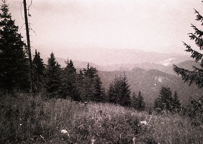 Vintage black-and-white alpine forest scene with dense coniferous trees framing a misty valley. Foreground grass and scattere...