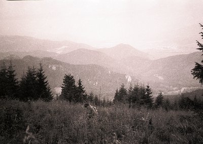 Vintage black-and-white landscape of rolling alpine ridges and dense coniferous forest. Mist obscures distant peaks, highligh...