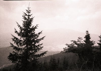 Black-and-white forest scene with two prominent evergreen trees framing misty mountain valleys. High-contrast lighting emphas...