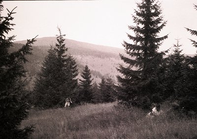 Black-and-white landscape featuring two figures in a forested meadow, framed by dense coniferous trees. One person stands, th...