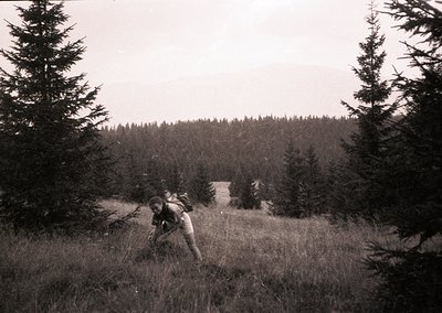 Black-and-white shot of lone hiker in mid-stride on a forested trail, surrounded by tall pine trees and open meadow. Mid-20th...