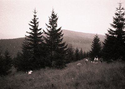 Black-and-white mountain landscape featuring dense coniferous forest with tall evergreens framing a group of hikers on a gras...