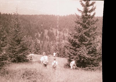 Vintage sepia-toned photo of a group of hikers ascending a forested trail, likely early 20th century. Dense coniferous forest...