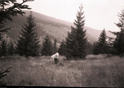 Black-and-white vintage photo of lone figure tending sheep in alpine meadow, surrounded by dense coniferous forest. Mid-20th ...