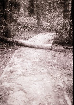 Vintage black-and-white forest trail winding through dense woodland, likely mid-20th century. Sunlight filters through tall t...
