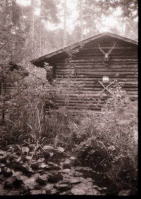 Rustic wooden cabin nestled in dense forest, framed by moss-covered logs and ferns. Mounted deer head with antlers above a ru...