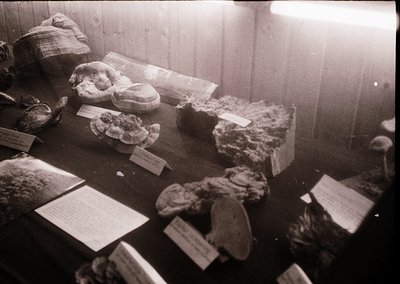 Vintage display of fossilized marine specimens in a wooden case, likely from a museum or educational exhibit. Visible are amm...