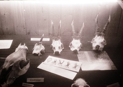 Vintage display of mounted animal skulls in a dimly lit, wooden-walled room, likely a museum or taxidermy exhibit. Skulls inc...