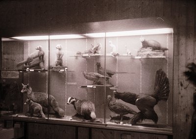 Taxidermied animals displayed in a glass case, likely from a museum or private collection. Features include a fox, various bi...