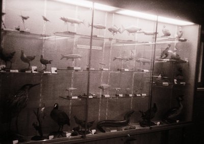 Vintage museum display showcasing taxidermied birds and marine specimens in glass cases, likely from mid-20th century. Arrang...