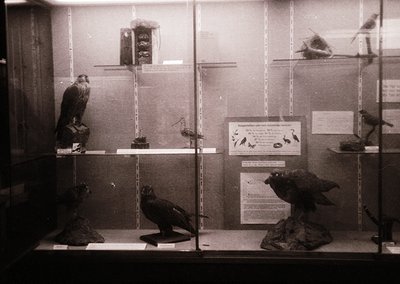 Mid-20th century museum display showcasing taxidermied birds in glass cases. Perched specimens include a hawk, owl, and songb...