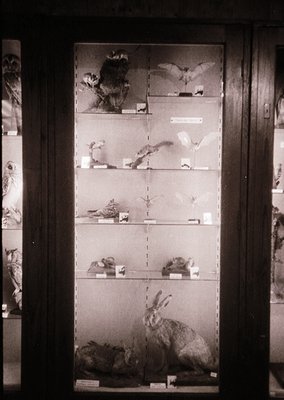 Taxidermied birds and small mammals displayed in a glass-fronted cabinet, likely from a museum or natural history collection....