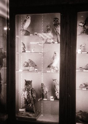 Taxidermied owls displayed in a museum-style glass case, arranged by species and posture. Mid-20th century natural history ex...