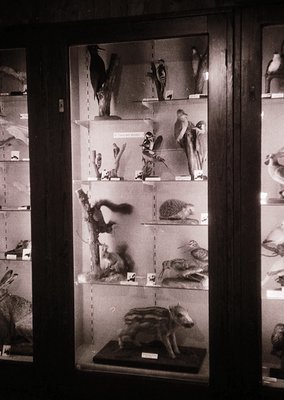 Taxidermied birds and mammals displayed in a dimly lit, glass-fronted cabinet. Shelves showcase perched birds, a hedgehog, an...