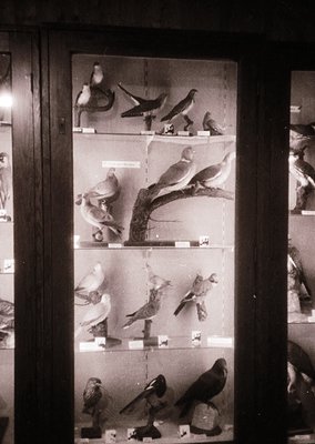 Vintage display of meticulously posed pigeon taxidermy on illuminated shelves, likely from a 20th-century natural history exh...