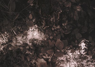 Monochrome close-up of autumn foliage and twigs on forest floor, backlit by sunlight. Dry leaves and grass create intricate p...