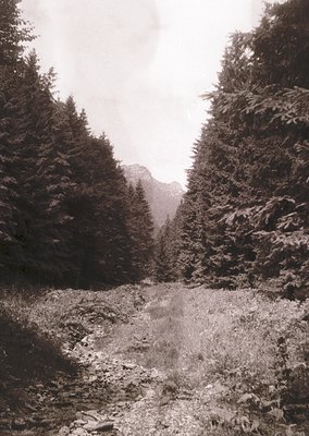 Black-and-white forest path flanked by dense coniferous trees, leading toward misty mountains. Classic vintage aesthetic, lik...
