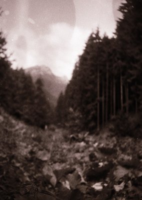 Vintage sepia-toned forest scene with dense coniferous trees framing a misty valley. Snow patches and rocky terrain in foregr...