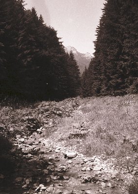 Dense coniferous forest path winding through rugged alpine terrain, framed by towering evergreens. Snow-capped peaks visible ...