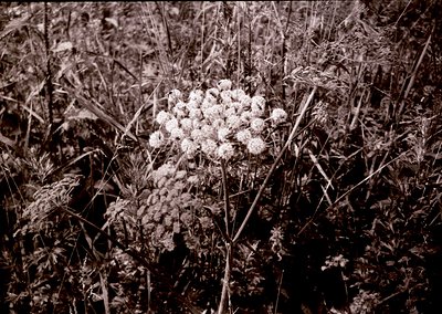 Vintage black-and-white close-up of dried yarrow (*Achillea millefolium*) cluster in late-season field. Tall, slender stems a...