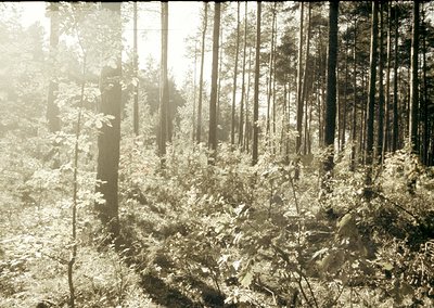 Vintage sepia-toned forest scene with dense coniferous trees and underbrush, bathed in soft morning light. Likely early 20th-...
