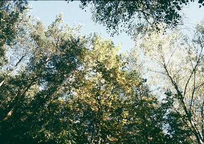 Vintage-style close-up of dense forest canopy with dappled sunlight filtering through leaves. Warm, sepia-toned aesthetic sug...