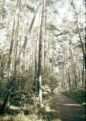 Tall, mature coniferous forest with a narrow, sunlit dirt path winding through dense pine trees. Trunks exhibit bark texture ...