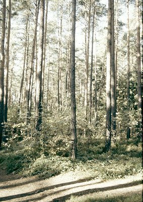 Tall, dense coniferous forest with sunlit trunks and dappled undergrowth; narrow gravel path winding through the trees.