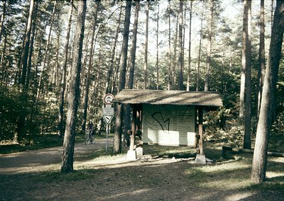 Vintage wooden bus shelter in dense pine forest, featuring graffiti and a faded signboard. Path and road visible through tall...
