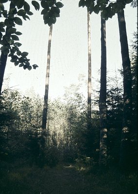 Tall, sunlit coniferous trees framing a forest pathway, bathed in dappled light. Dense foliage and vertical trunks dominate t...