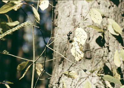 Close-up of a **blackberry bush** with ripe berries and partially shed leaves, captured in soft focus. The sepals remain atta...