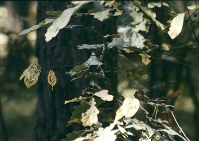 Close-up of autumn foliage with fallen leaves clinging to branches, showcasing natural decay and texture. Soft focus highligh...
