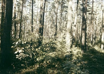 Dense coniferous forest with tall, sun-dappled trees and fallen branches under golden sunlight. Likely a temperate climate zo...
