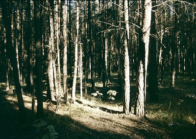 Sun-dappled forest clearing with leafless deciduous trees, likely autumn/winter. Central stone fire pit surrounded by scatter...