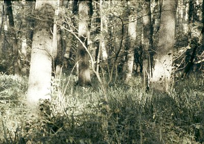 Vintage sepia-toned forest scene with birch trees and dense undergrowth, likely early 20th century. Sunlight filters through ...