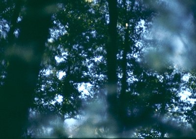 Vintage film grain overlay of dense forest canopy with dappled sunlight filtering through leaves. Blurred, high-contrast ligh...