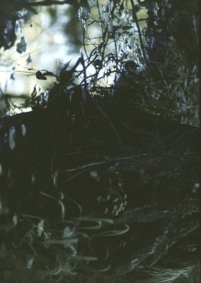 Close-up of a rusted metal teapot submerged in murky water, surrounded by tangled branches and aquatic plants. The texture an...