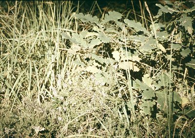 Vintage close-up of overgrown vegetation with broadleaf plants and tall grasses, likely in a rural or abandoned area. The sep...
