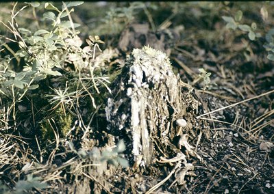 Close-up of a decaying tree stump partially covered in moss and lichen, surrounded by dry grass and twigs. The texture and co...
