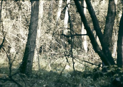 Vintage sepia-toned forest scene with dense tree trunks and branches framing a blurred, sunlit clearing. Natural light filter...