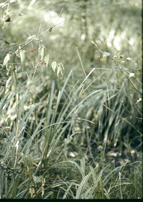 Close-up of wild grasses with delicate seed heads and a small insect on a slender stalk, likely a grasshopper or katydid. Sof...