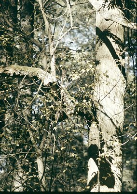 Close-up of leafless deciduous branches with intricate bark texture, likely birch or beech. Sunlight filters through gaps, cr...